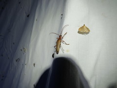 Centrodera decolorata