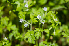 Phacelia ranunculacea