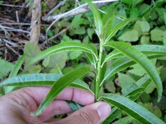 Melicytus lanceolatus