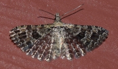 Alucita montana