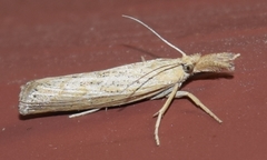 Pediasia dorsipunctellus
