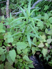 Melicytus lanceolatus