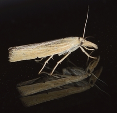 Pediasia dorsipunctellus