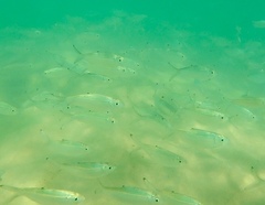 Herklotsichthys castelnaui