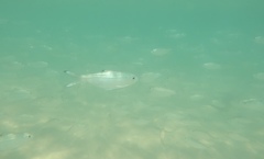 Herklotsichthys castelnaui