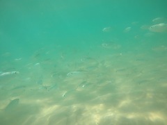 Herklotsichthys castelnaui