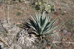 Agave chrysantha