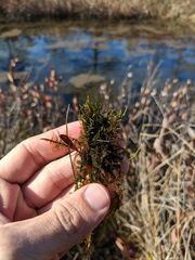 Calliergon richardsonii