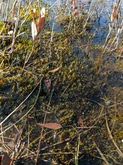 Calliergon richardsonii