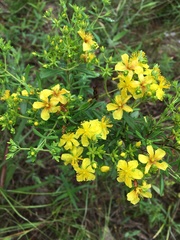 Hypericum lobocarpum