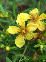 Hypericum lobocarpum