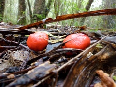 Leratiomyces erythrocephalus