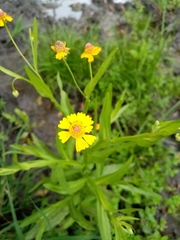 Helenium quadridentatum
