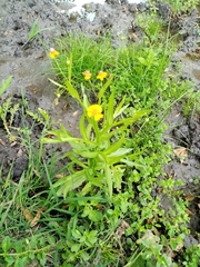 Helenium quadridentatum