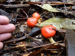Leratiomyces erythrocephalus