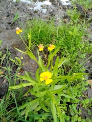 Helenium quadridentatum