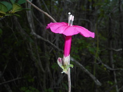 Ipomoea argentifolia