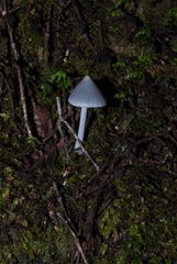 Entoloma hochstetteri