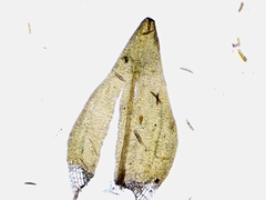 Calliergon richardsonii