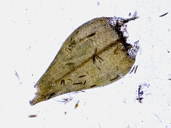 Calliergon richardsonii