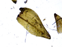 Calliergon richardsonii