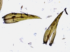 Calliergon richardsonii