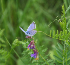 Vicia nervata