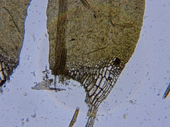 Calliergon richardsonii