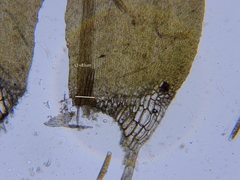 Calliergon richardsonii