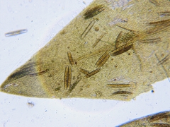 Calliergon richardsonii