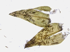 Calliergon richardsonii