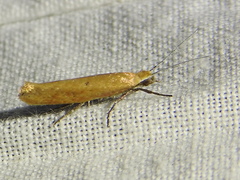 Ypsolopha unicipunctella