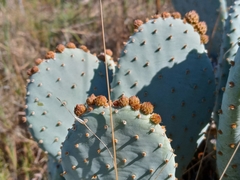 Opuntia basilaris brachyclada