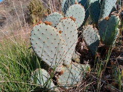 Opuntia basilaris brachyclada
