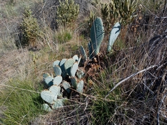 Opuntia basilaris brachyclada