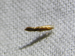 Cameraria quercivorella