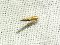 Cameraria quercivorella