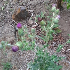 Cirsium mexicanum