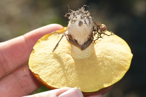 Purple-veiled Slippery Jack