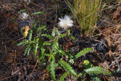 Cirsium repandum