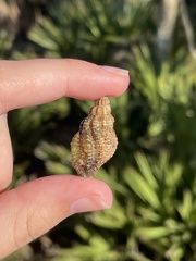 Urosalpinx cinerea image
