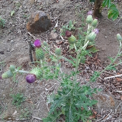Cirsium mexicanum