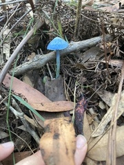 Entoloma virescens