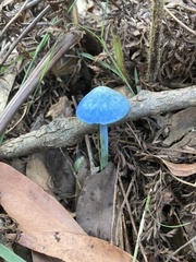 Entoloma virescens