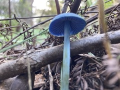 Entoloma virescens