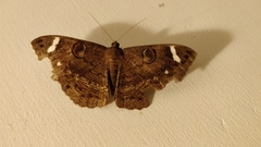 Erebus hieroglyphica