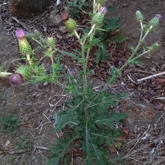Cirsium mexicanum