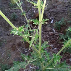 Cirsium mexicanum