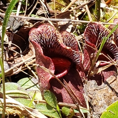 Sarracenia purpurea venosa