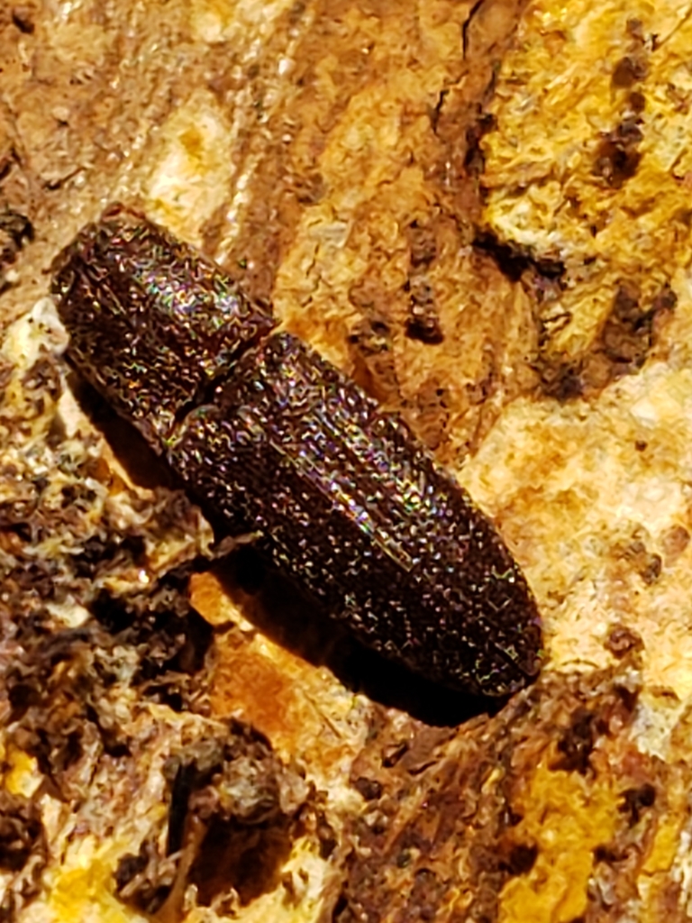 Lacon impressicollis